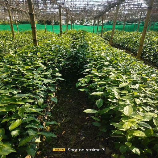 Organic Tea Plant Nursery